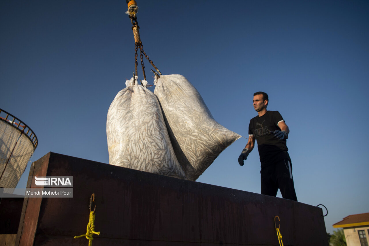 صید کیلکا در دریای خزر