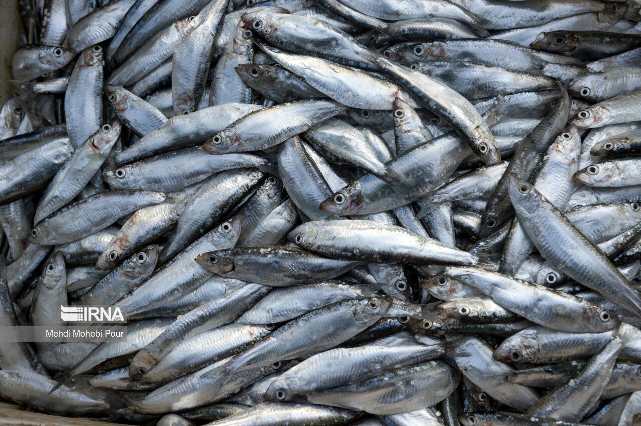 صید کیلکا در دریای خزر