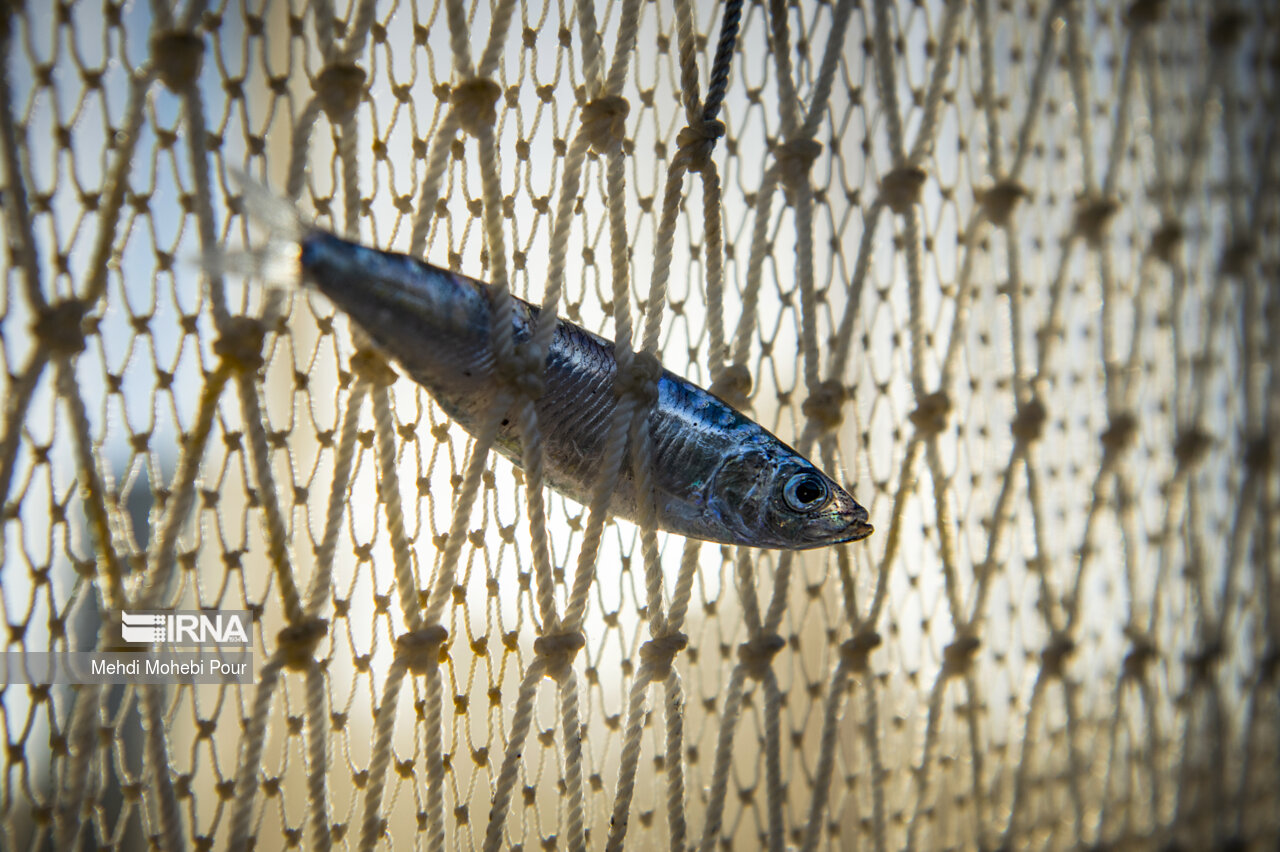 صید کیلکا در دریای خزر