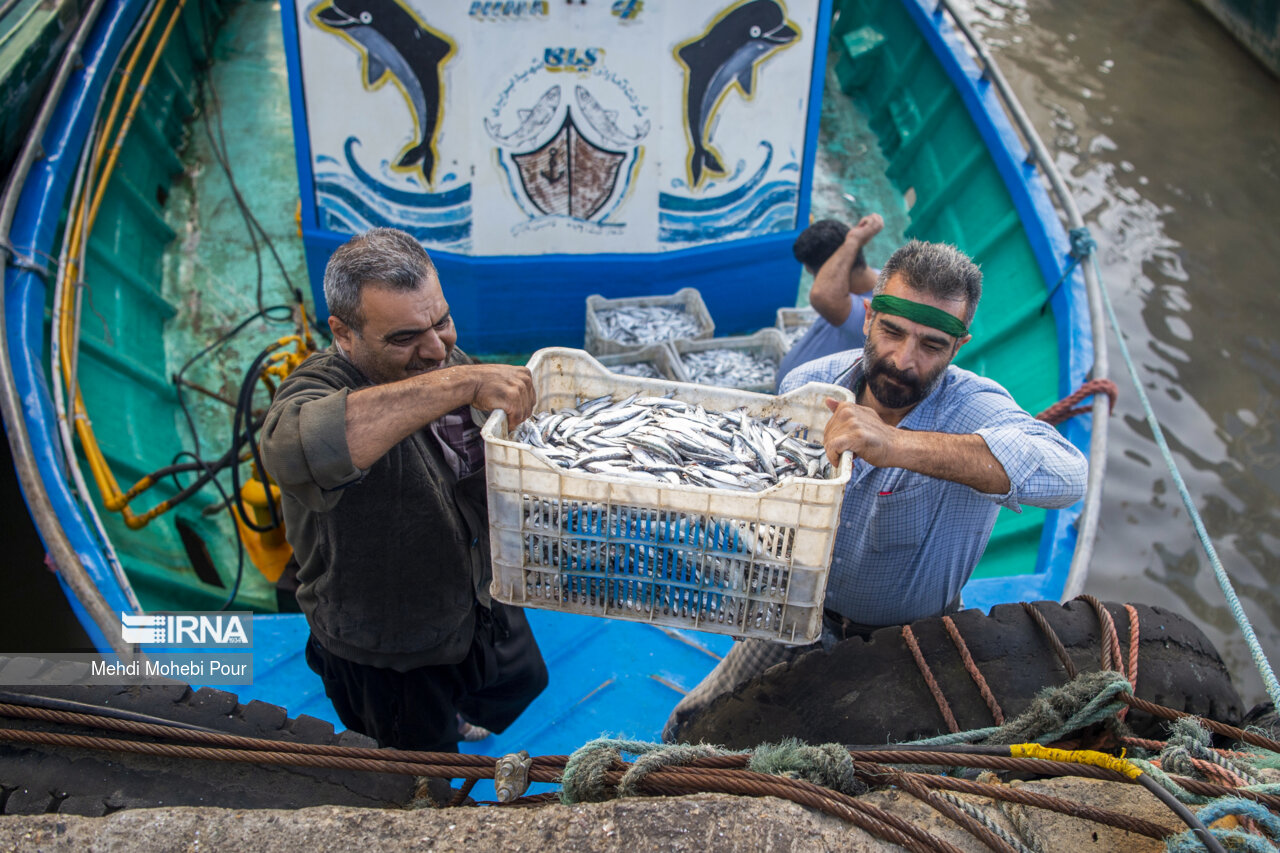 صید کیلکا در دریای خزر