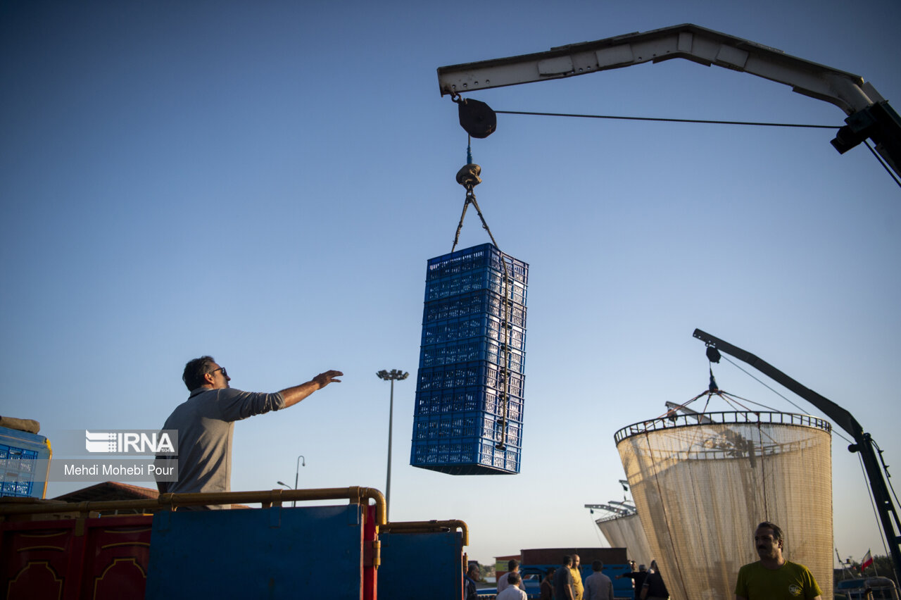 صید کیلکا در دریای خزر