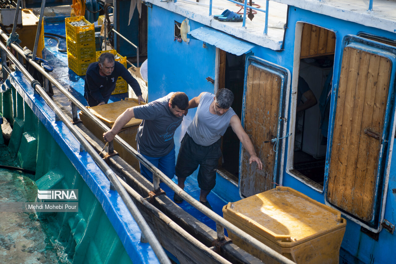 صید کیلکا در دریای خزر