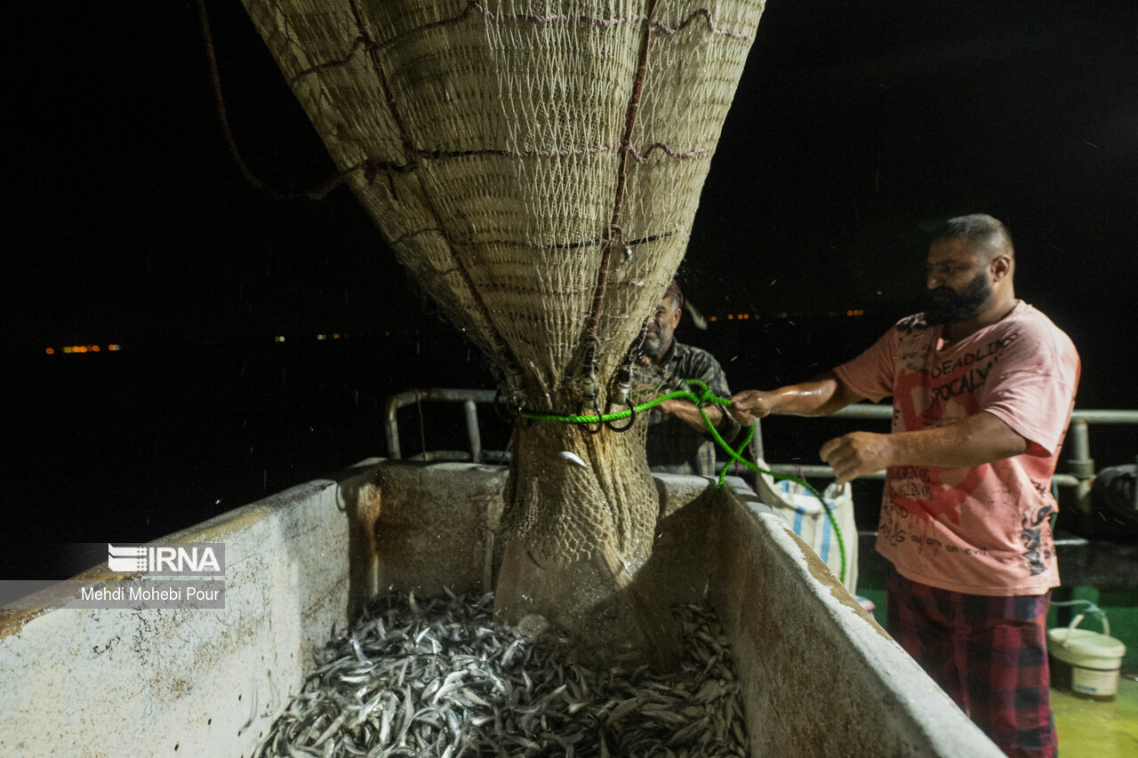صید بیش از ۶ هزار تن کیلکا و ماهیان استخوانی در سواحل گیلان