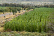 بیش از پنج‌هزار هکتار زمین برای کاشت درخت در آذربایجان‌غربی عرصه‌یابی شده است +فیلم