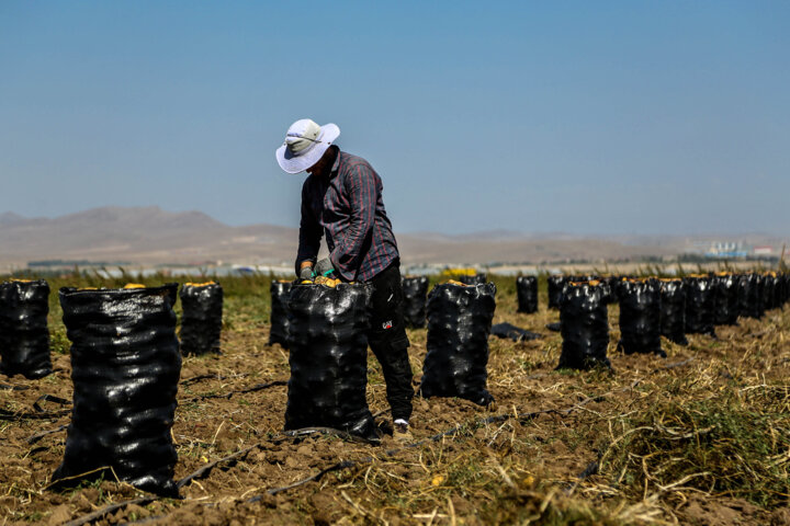 قصه تکراری افت قیمت؛ سیبزمینی روی دست کشاورزان اردبیل ماند