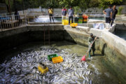 ۱۸۰ تن ماهی قزل‌آلا در خمین 
تولید شد