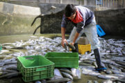 Der Export von Fischereiprodukten steigt um 15 %