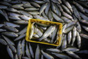 ۷۵۰ استخر پرورش ماهی در ماهنشان فعال است