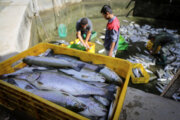 واحد پرورش ماهی در قزوین به علت گران فروشی جریمه شد