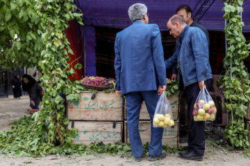 Le festival du raisin et des pommes à Kermânchâh dans l’ouest de l’Iran 