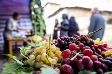 جشنواره انگور در روستای گردشگری درسجین ابهر گشایش یافت 