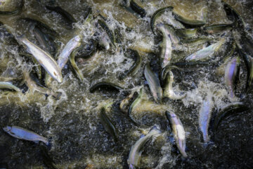 تولید ۳۷۰ تن ماهی در فامنین