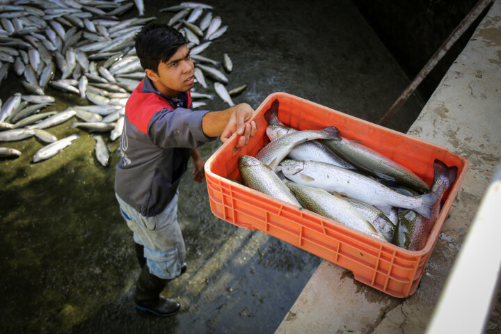 هزار تن ماهی سالانه در دلفان تولید می‌شود