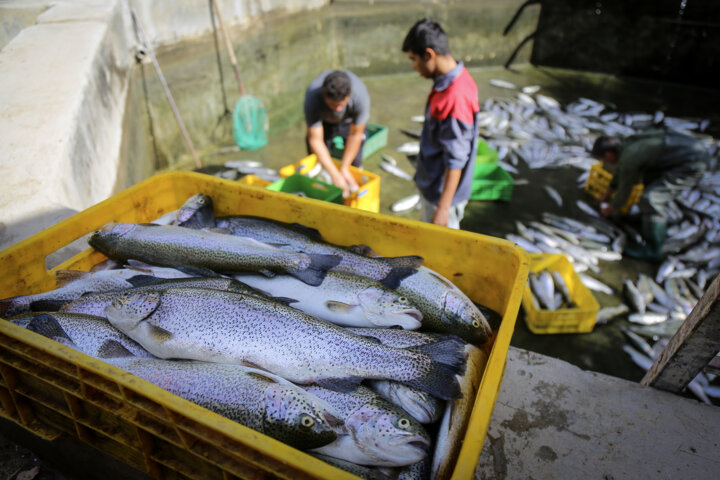 ابداع شرکت دانش‌بنیان سمنانی به کمک پرورش‌دهندگان ماهی آمد