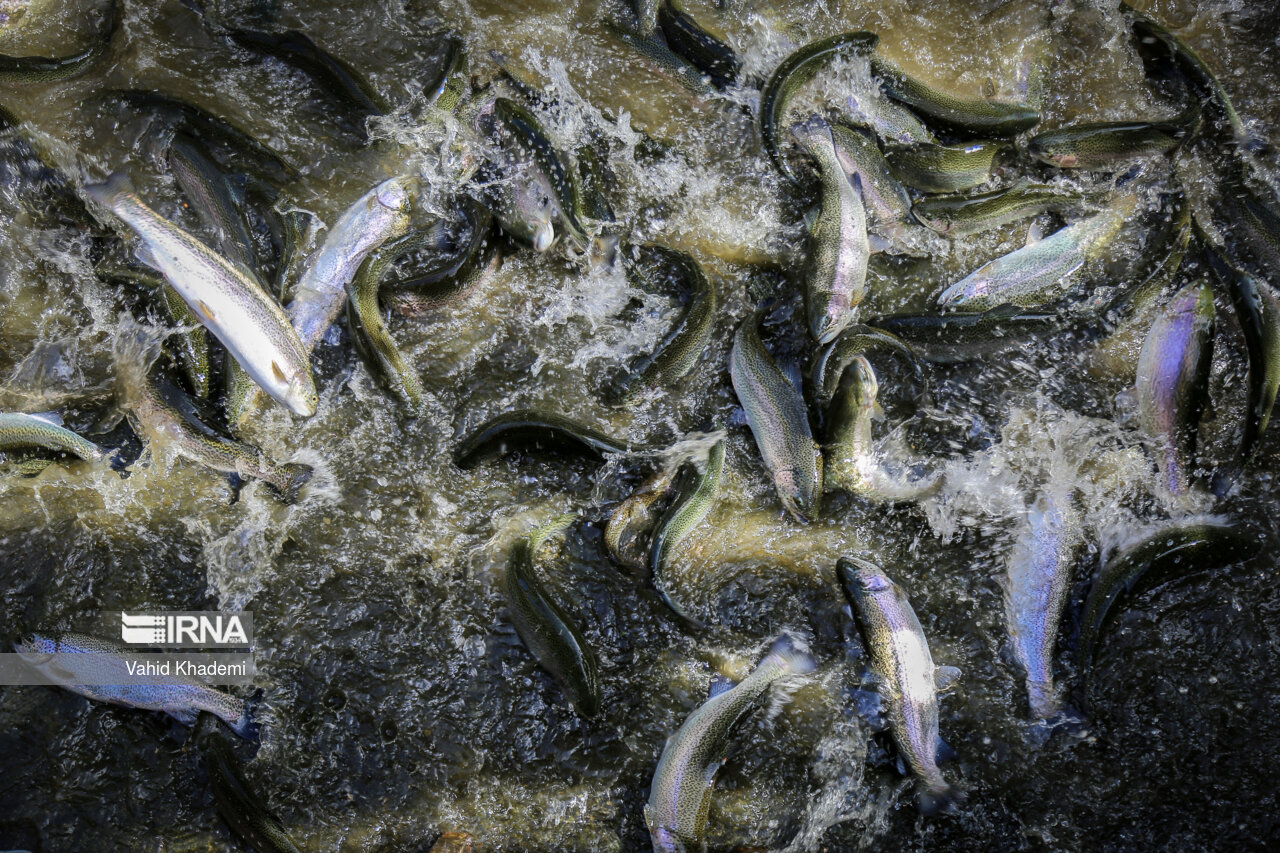 تولید ۳۷۰ تن ماهی در فامنین