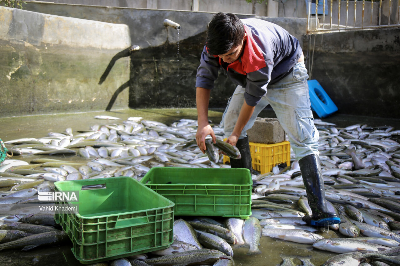 Экспорт рыбной продукции из Ирана вырос на 15%