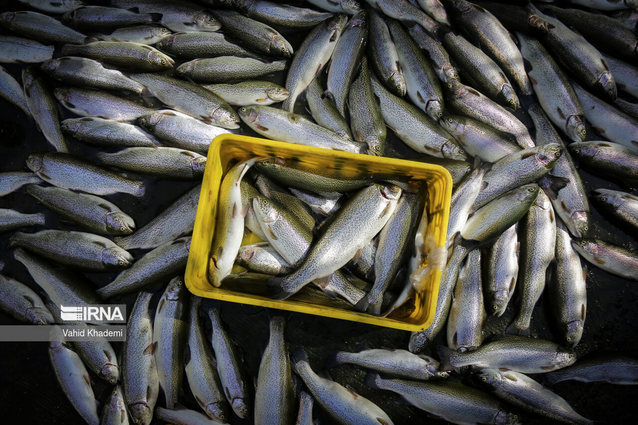 صادرات یک هزار تن ماهی قزل آلا از همدان به روسیه