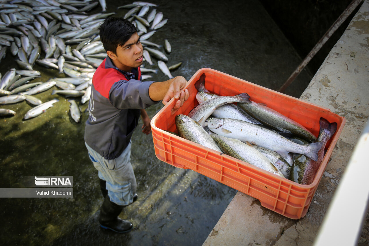 هزار تن ماهی سالانه در دلفان تولید می‌شود