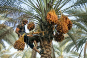 Farmers harvest Zahidi dates in Bushehr
