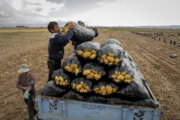 ۲۳ هزار تن سیب‌زمینی از استان اردبیل صادر شد