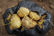 محصول امسال سیب‌زمینی دامغان یکهزار و ۸۰۰ تن برآورد شد