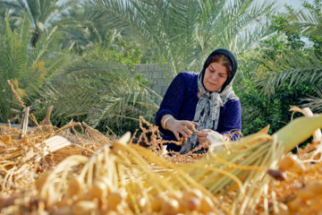 برداشت خرما زاهدی (قصب)