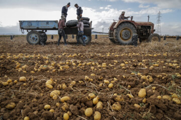 صادرات سیب زمینی مشمول عوارض ۶۰ درصدی شد