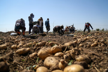 مدیرکل اتباع خارجی استانداری کرمانشاه: کشاورزان از بکارگیری اتباع غیرمجاز خودداری کنند