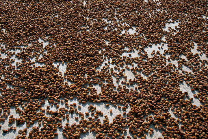 برداشت خرما زاهدی