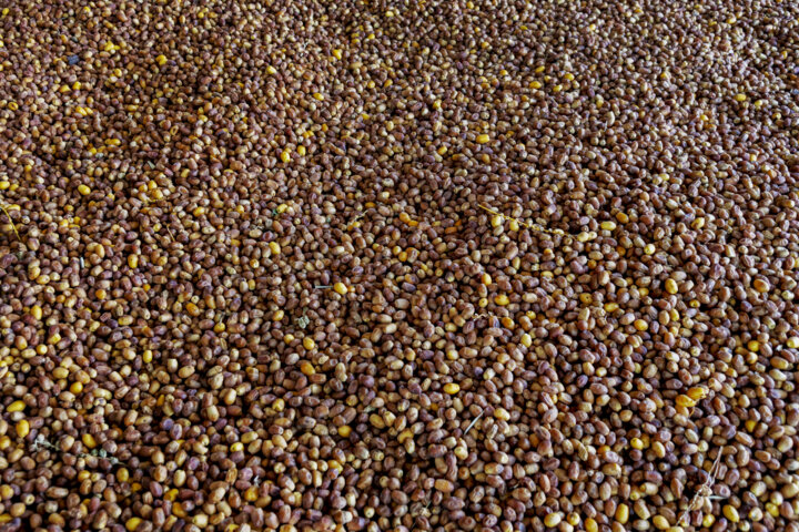 برداشت خرما زاهدی