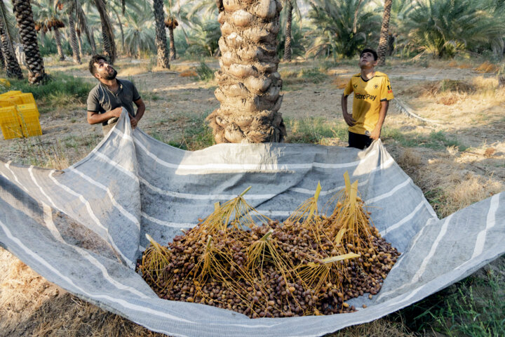 برداشت خرما زاهدی