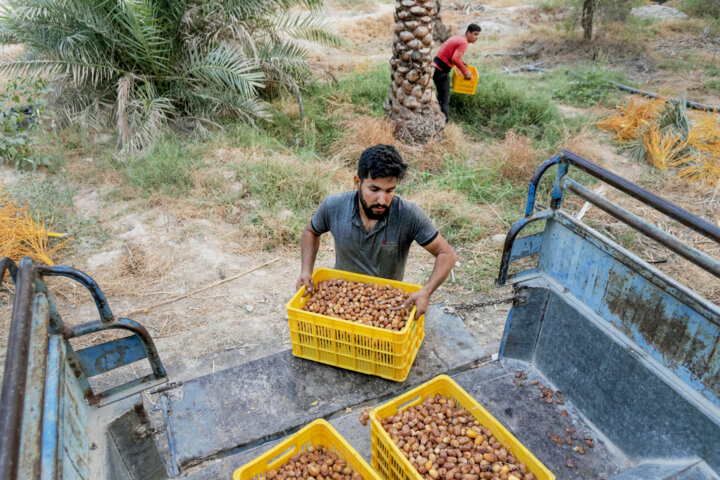 برداشت خرما زاهدی