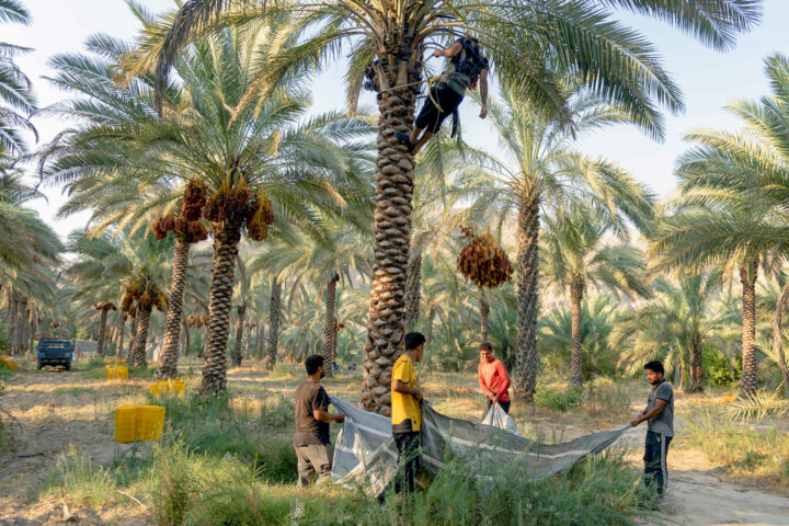 صادرات ۲۷۰ میلیون دلار خرما در سال جاری/ ایران سومین تولیدکننده خرما در جهان