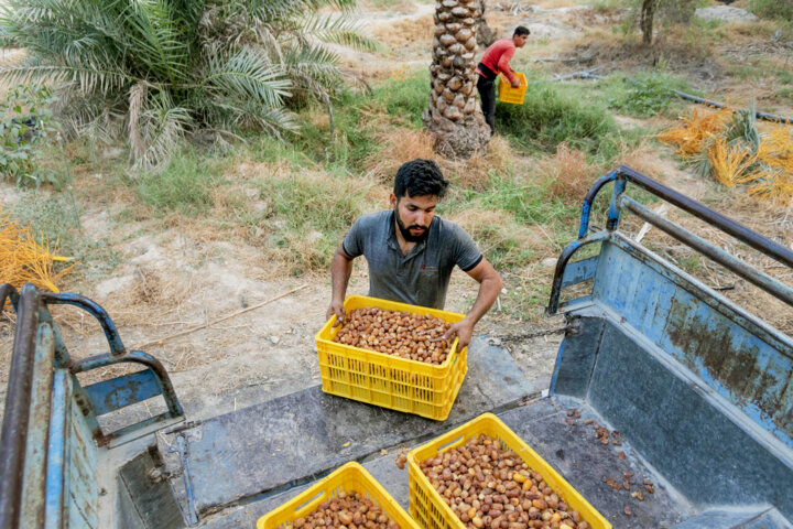 برداشت خرما زاهدی