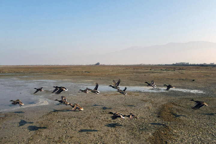 کشاورزی آببر و پریشانحالی تالاب پریشان/احیا با آگاهی و همکاری جوامع محلی میسر است