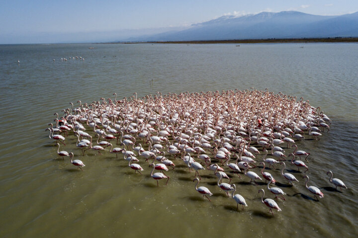 لغو سوابق پتروشیمی Miankale اولویت محیط/ دستور صریح رئیس جمهور برای متوقف کردن پروژه است