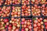 Pomegranate harvest in northern Iran