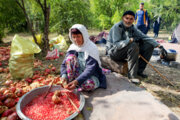 دهیاران در خصوص طرح سرشماری کشاورزی اطلاع رسانی کنند