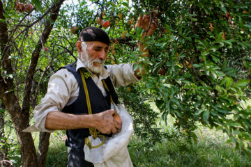 برداشت انار در روستای انبوه