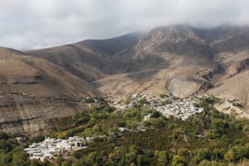 برداشت انار در روستای انبوه