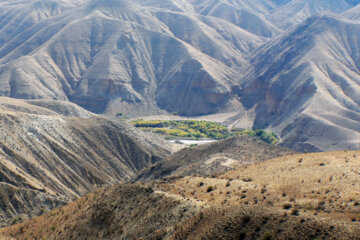 برداشت انار در روستای انبوه