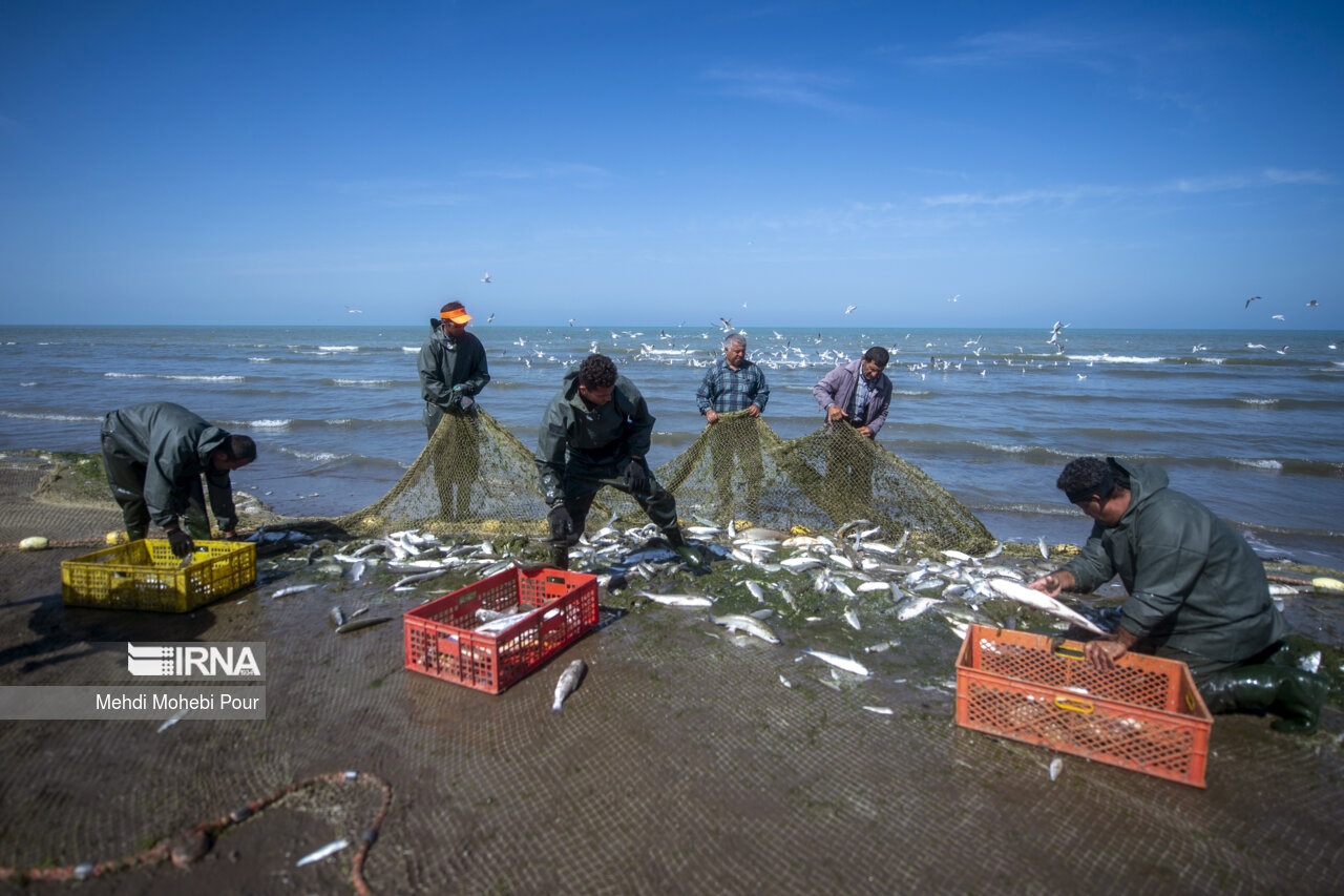 خاتمه فصل صید ماهیان استخوانی در دریای خزر