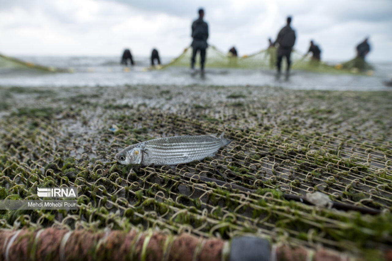 صید ماهی در دریای خزر