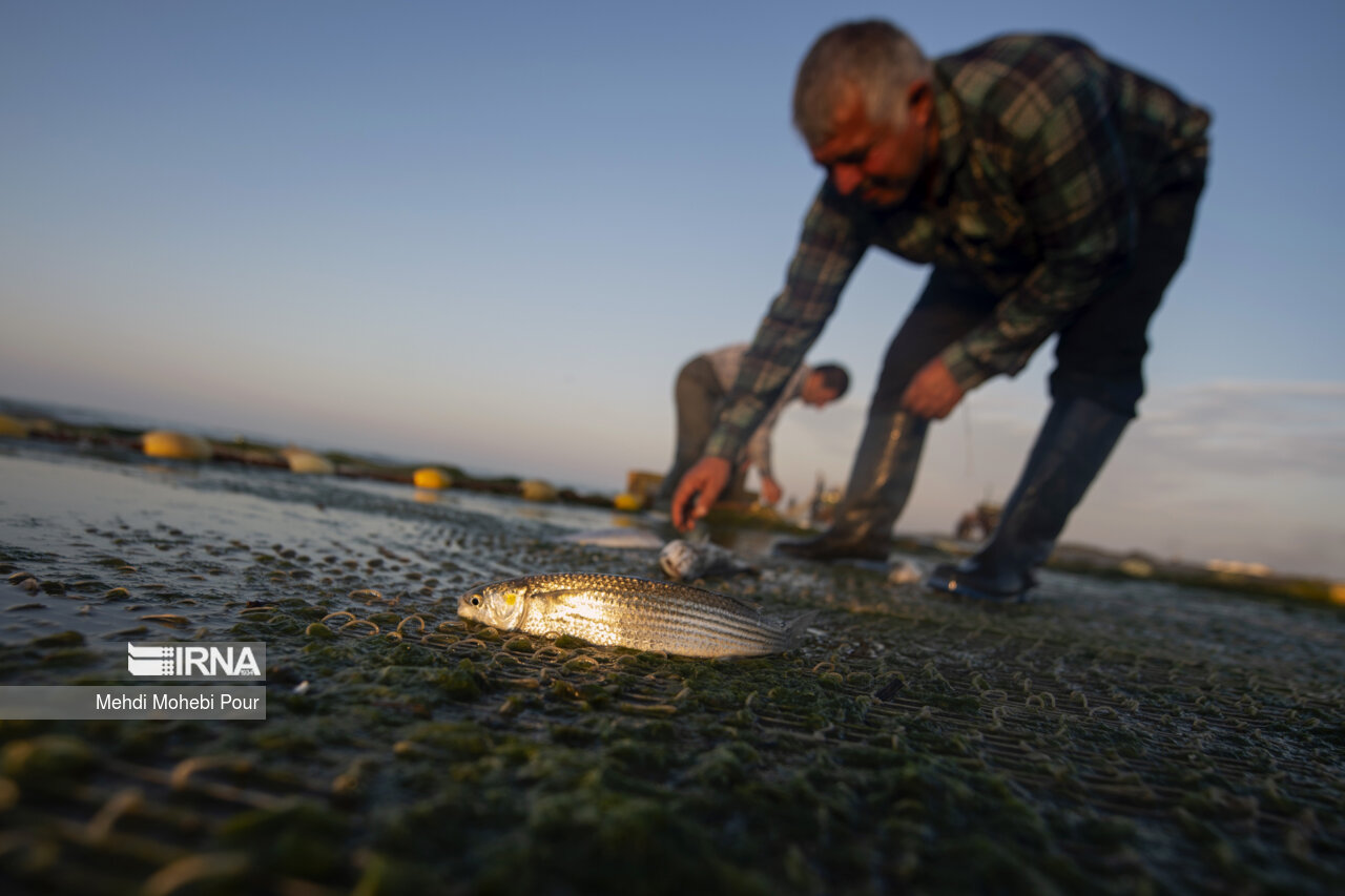 صید ماهی در دریای خزر