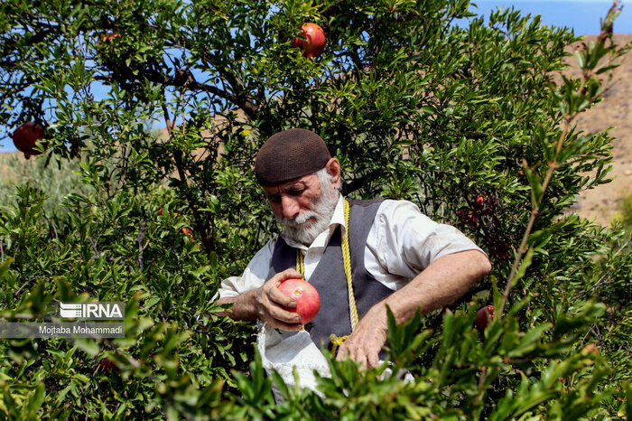 رودبار؛ سرزمین زیتونهای جاودان تا رازهای هزار ساله طبیعت