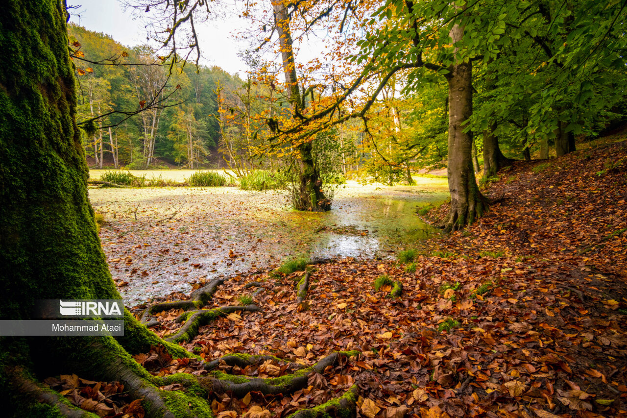 پاییز در مرداب دریوک