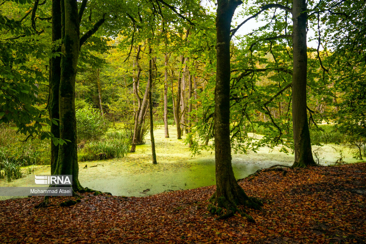 پاییز در مرداب دریوک