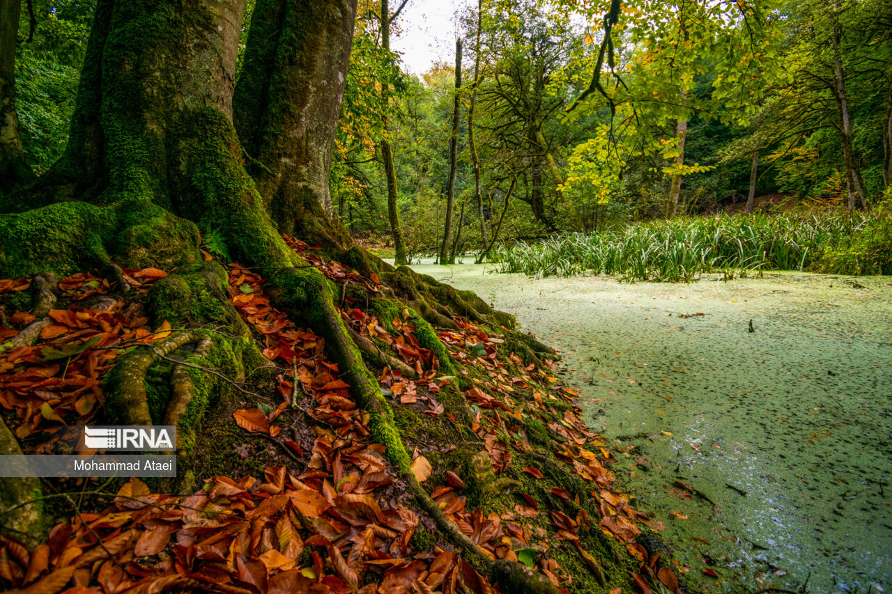 پاییز در مرداب دریوک