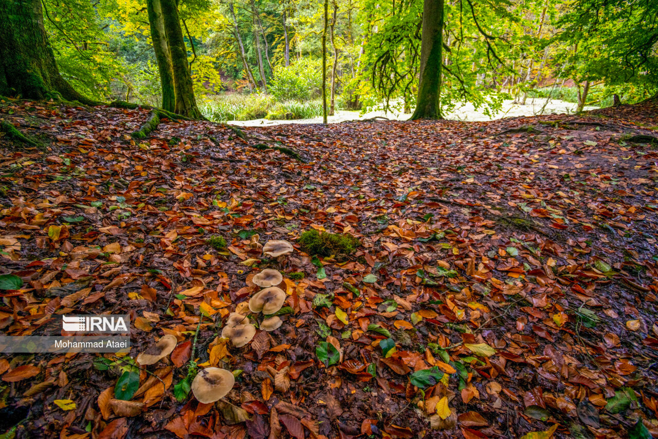 پاییز در مرداب دریوک