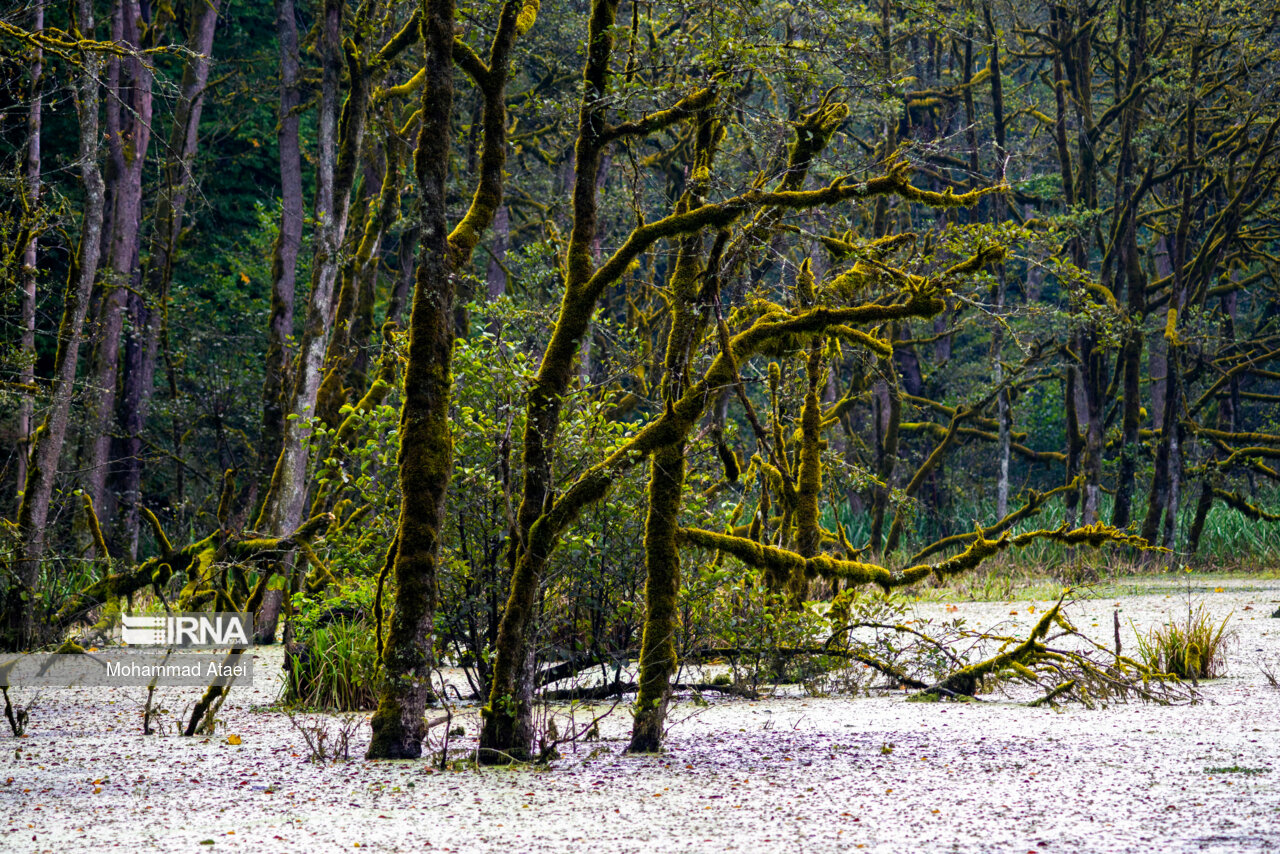 پاییز در مرداب دریوک